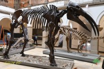Große fossile Säugetierskelette prägen den Lichthof des Münchner Museums. (Bild: Stefan Siedler)