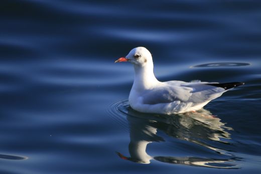 Tiere am Seeufer von Vevey